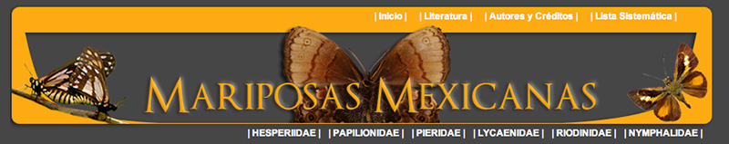 mariposas-mexicanas.jpg