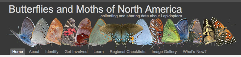 butterflies-and-moths.jpg