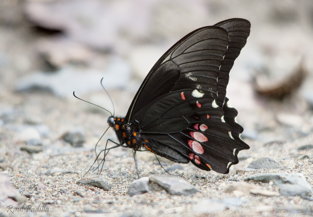 Papilio_anchisiades_(Ruby-spotted_Swallowtail).jpg