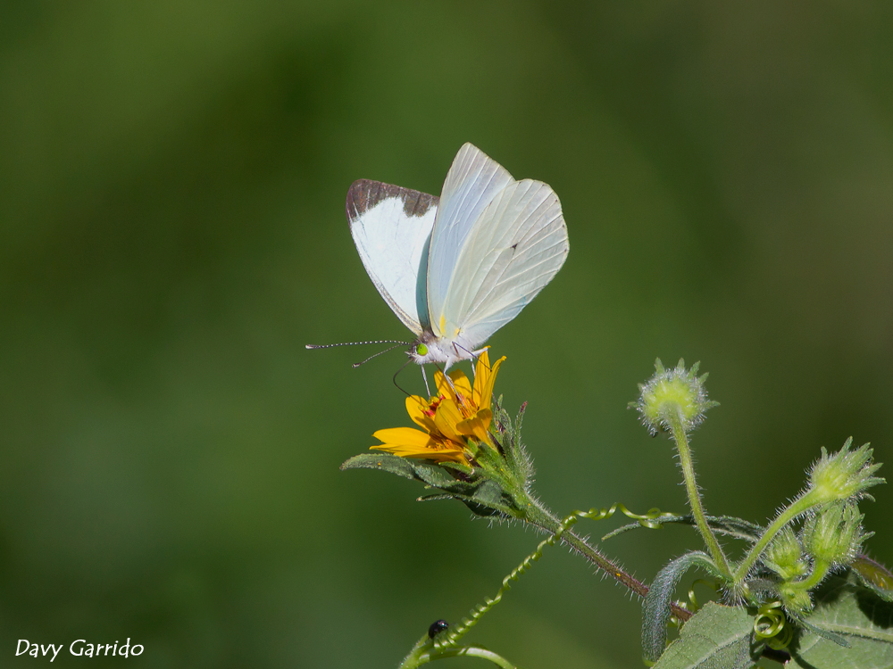 mariposa-blanca.jpg