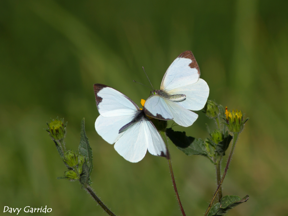 mariposa-blanca-01.jpg