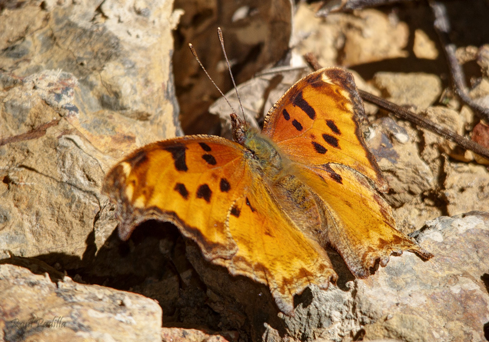 Polygonia_g-argenteum_(Mexican_Comma_o_Anglewing).jpg