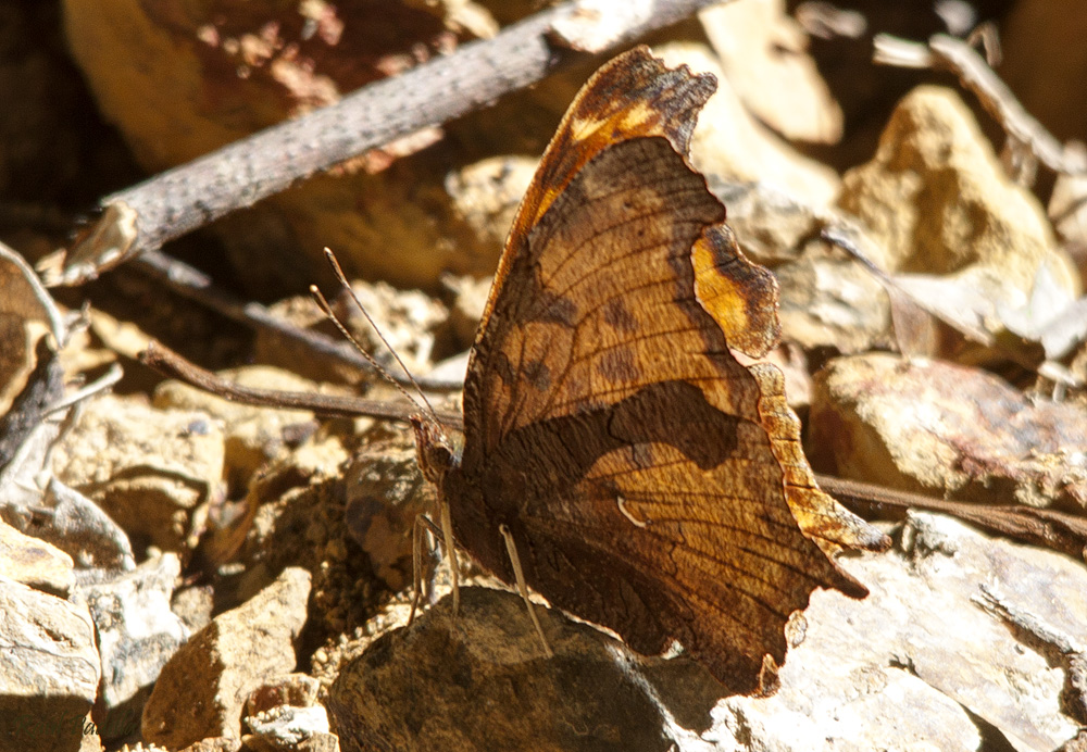 Polygonia_g-argenteum_(Mexican_Comma_o_Anglewing)_coma.jpg