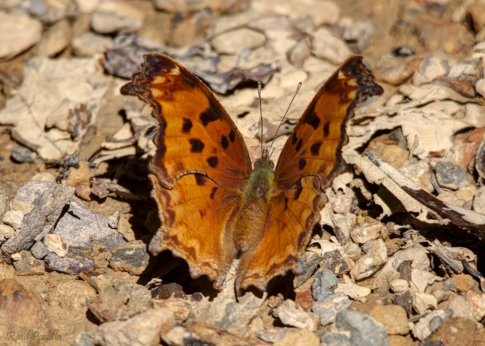 Polygonia_g-argenteum_(Mexican_Comma_o_Anglewing)2.jpg