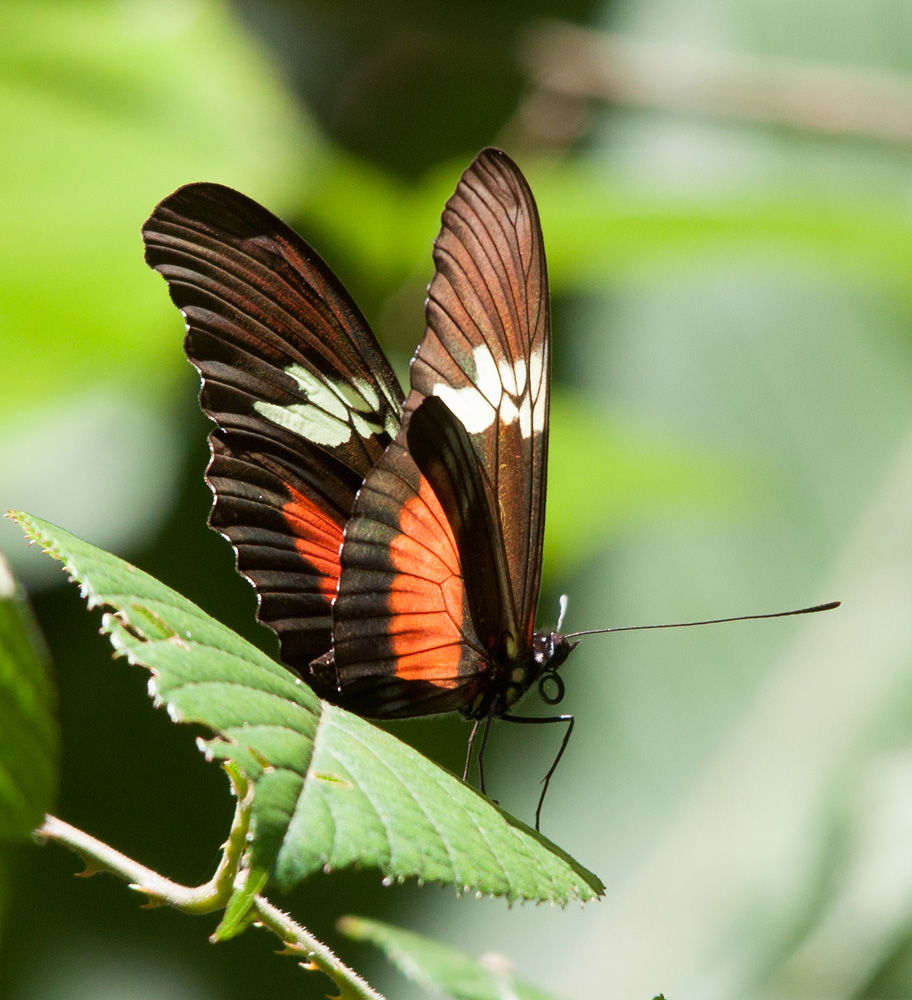 0_Heliconius_hortense_(Mexican_Heliconian).jpg