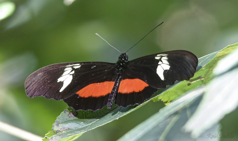 0_Heliconius_hortense_(Mexican_Heliconian)_2.jpg
