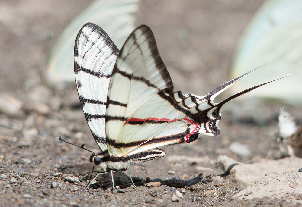 Eurytides_eoidaus_(Guatemalan_Kite-Swallowtail).jpg