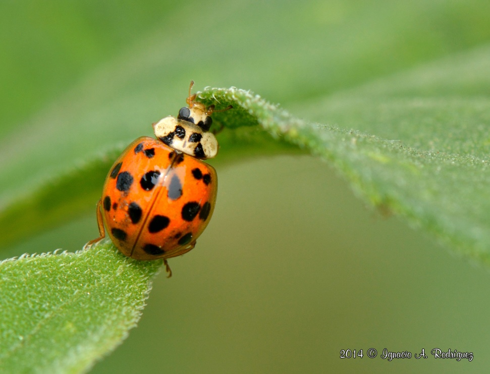 ladybug-140417-IAR_0918c.jpg