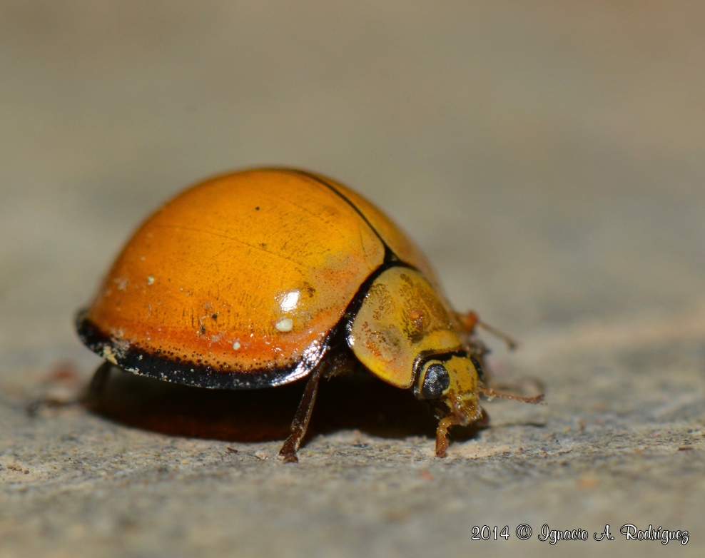 Ladybug-140418-IAR_1333_III_A.jpg
