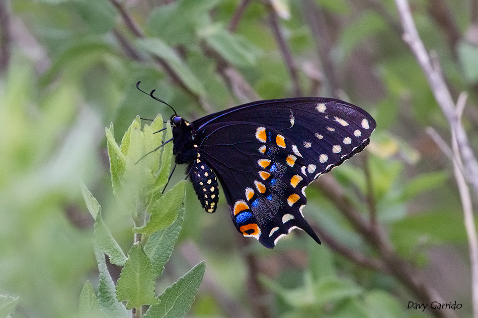 Papilio_polyxenes_web.jpg
