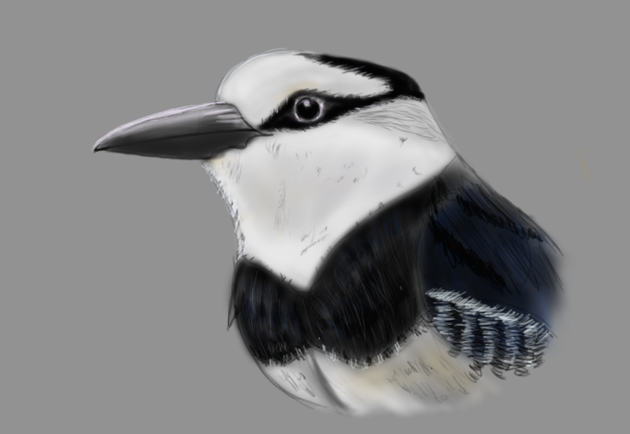 White-Necked_Puffin.png