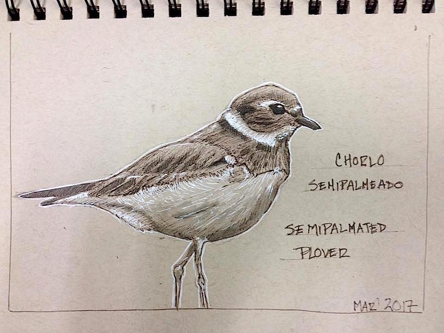 Semipalmated_Plover.jpg